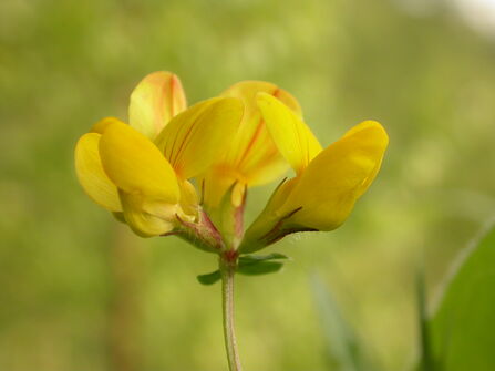 Common Bird's-foot-trefoil