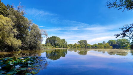 View over lake with trees in background, water lilies in foreground; very blue sky