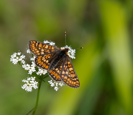 Marsh fritillary butterfly on small white flowers