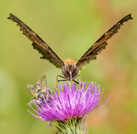 Close up of butterfly and bee on pink flower