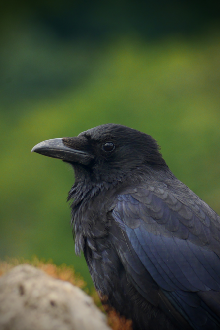 Close-up of crow against green background