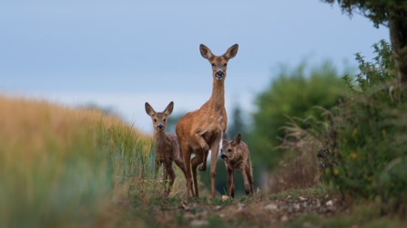 Adult deer with two young standing on field boundary, staring straight at camera