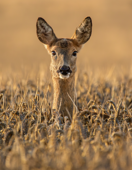 Female Roe Deer head sticking up through grass staring into the camera