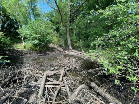 Zombie Pond