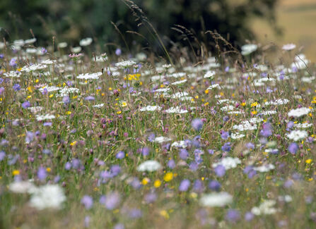 Purple, yellow and white wildflowers in tall grass