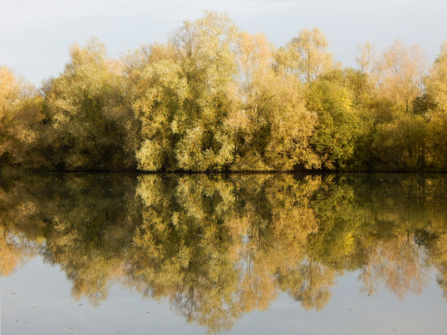 Trees perfectly reflected in lake, bathed in golden light