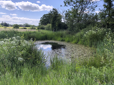Restored Ghost Pond