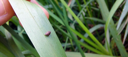 A tiny Desmoulin's Snail on a reed, with a finger nearby showing the scale