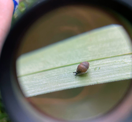 Desmoulin's snail through a magnifying glass