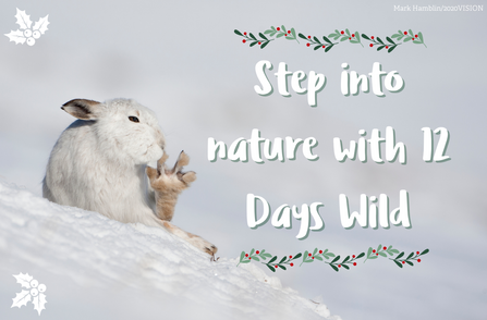12 Days Wild