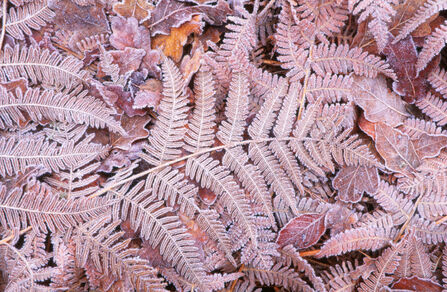 Ferns frost 