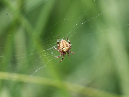 Four-spot Orb Weaver Spider in centre of web with blurred green background