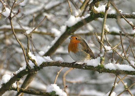 Robin in Snow 