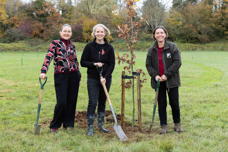 80 Oaks National Forest