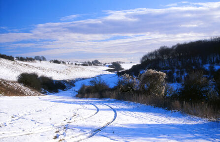Coombe Bissett Down 