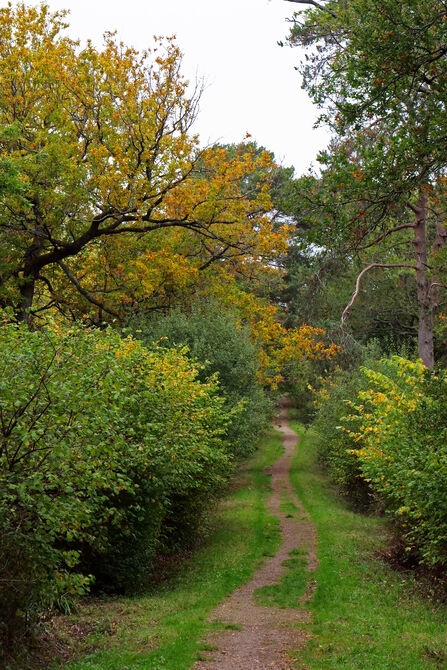 Trees with green and orange canopies overhanging grassy ride.