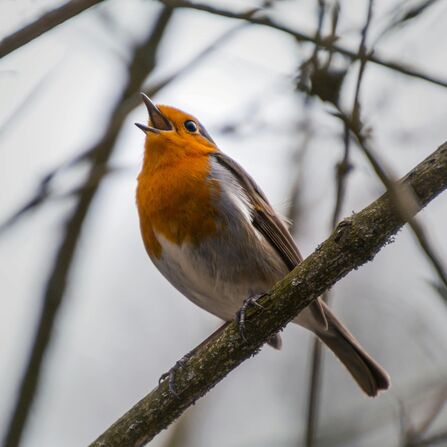 Robin singing