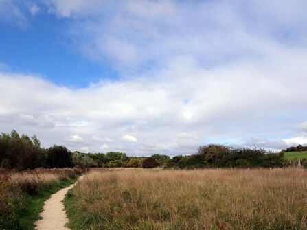 a path leading into a meadow with a blue sky above