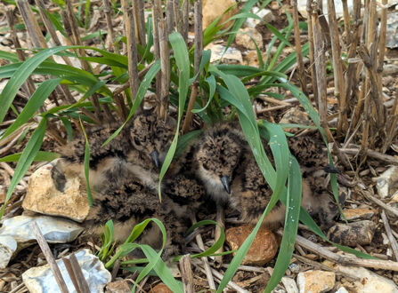 Lapwing Chicks 