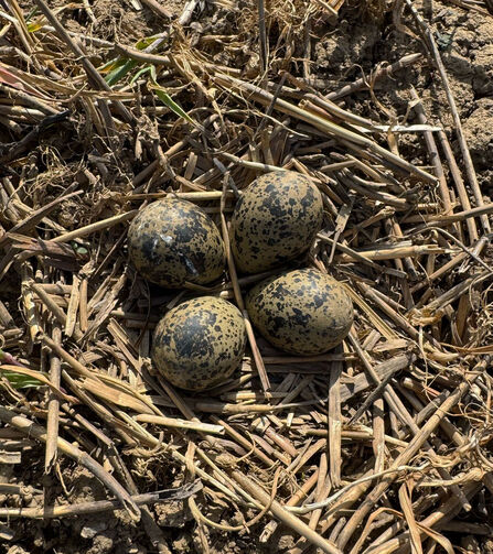 Lapwing Eggs 