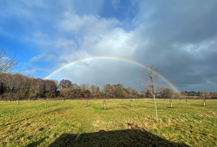 Double rainbow over field with newly planted trees