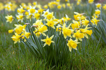 Group of wild daffodils in grass