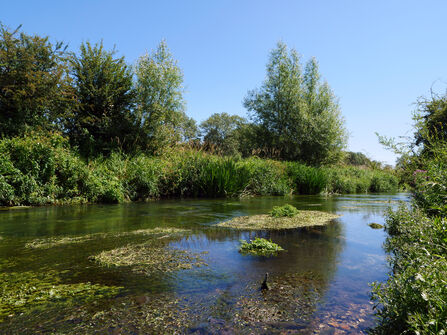 Clear River Wylye chalk stream with river weeds and pebbles