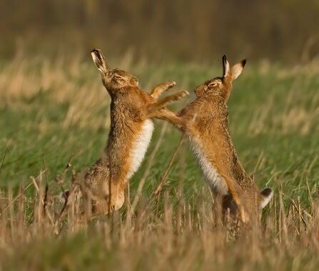 Two brown hares on hind legs 'boxing' each other in a field