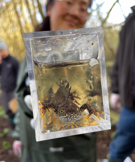 Face on close-up of Great Crested Newt in measurement box