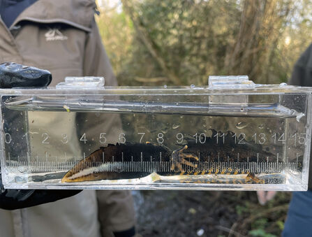 Great Crested Newt in measurement tube