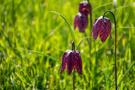 Close up of two purple snakeshead fritillaries in the grass in the sun