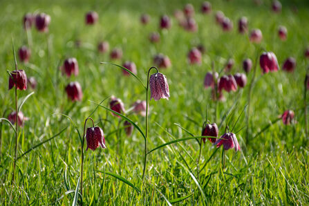 Purple snakeshead fritillaries in the grass