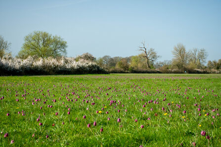 Field of purple snakeshead fritillaries in the grass with blue sky