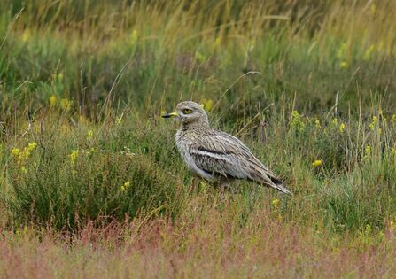 A stone curlew standing in a meadow. It's a brown wading bird with a large yellow eye, long yellow legs and a slender yellow beak