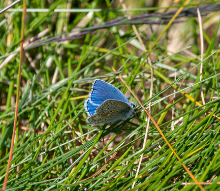 Adonis Blue Butterfly in long grass