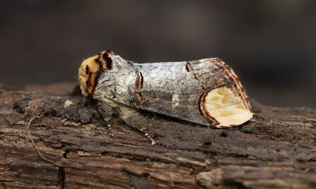 Buff-tip moth camouflaged on tree bark