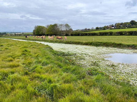 Brook with lots of flowers and surrounding grassland with cows