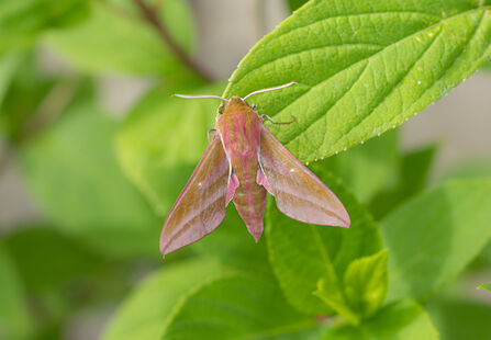 Elephant Hawk Moth on a leaf