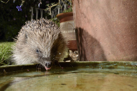 Hedgehog close-up drinking water