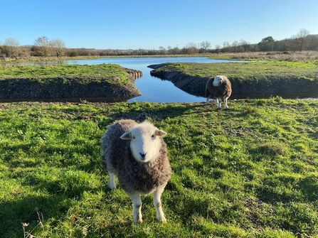 Herdwick sheep looking into camera on grass with wetland scrape in background