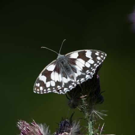Marbled White butterfly on plant