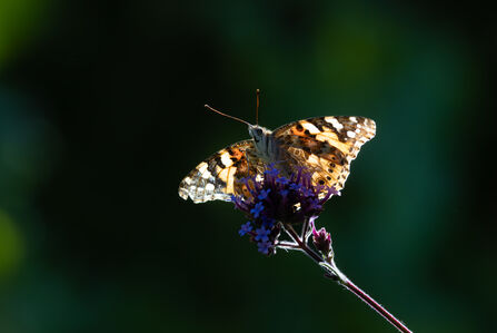 Painted Lady Butterfly from front on purple flower