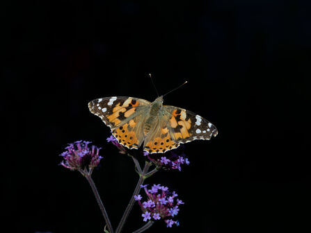 Painted Lady Butterfly on purple flower