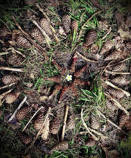 Natural mandala made from pine cones, sticks and leaves