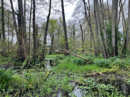 Wet Woodland