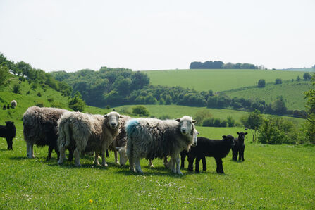 Sheep and lambs in field with hills in background