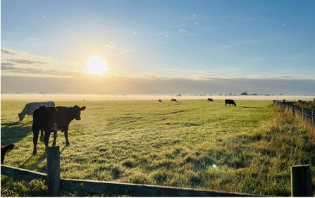 Cows in field with sunrise