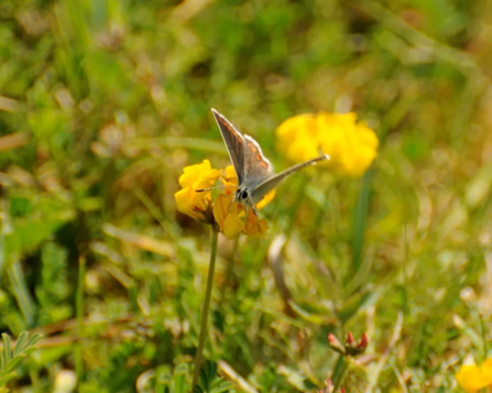 Horseshoe Vetch 