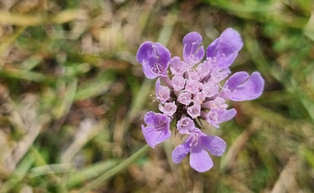 Field Scabious