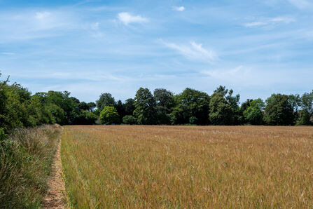 Arable field in crop with path down the side and trees in background